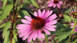 Цветок, опыление, бабочка