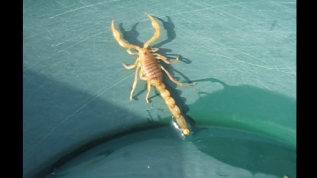 Казахстанский скорпион смотреть онлайн