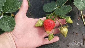 Клубника Малга рабочий НСД сорт