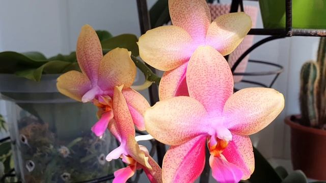 ДОМАШНЕЕ ЦВЕТЕНИЕ АРОМАТНОЙ ОРХИДЕИ "Лиодоро" смотреть онлайн