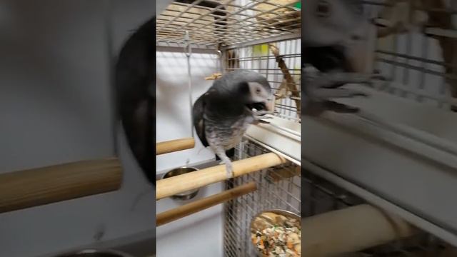 Жако Петруша смотреть онлайн