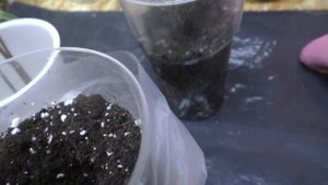 Черенки гортензии Лайм Лайт. Укоренение в воде