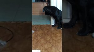 Собака видит домового