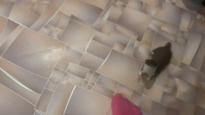 Домашняя ласка просит кушать