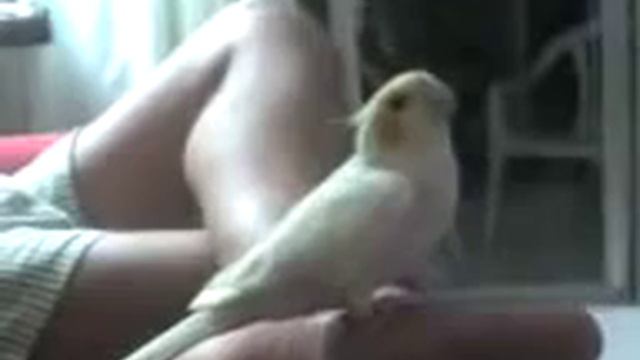 Попугай исполняет гимн смотреть онлайн