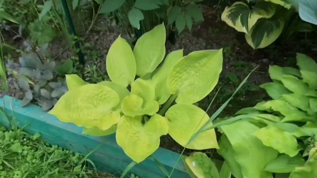 Хоста Blue Wedgwood смотреть онлайн