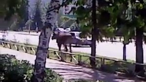 Лоси в Заречном Пензенская область