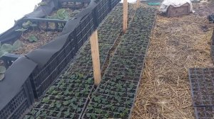 Укрываем клубнику от вымерзания. Лучший способ