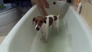 Джек Рассел Терьер. Купание