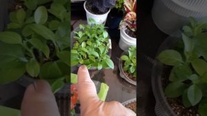 мой первый опыт укоренения петунии,выводы.