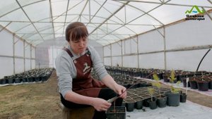 АБРИКОС ПРИВИВКА | РАЗМНОЖЕНИЕ АБРИКОСА | АБРИКОС В СИБИРИ