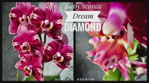 Phal. Dream Diamond ? (Голландия) | Второе цветение орхидеи бабулетки Дрим Даймонд! ? Обзор сорта
