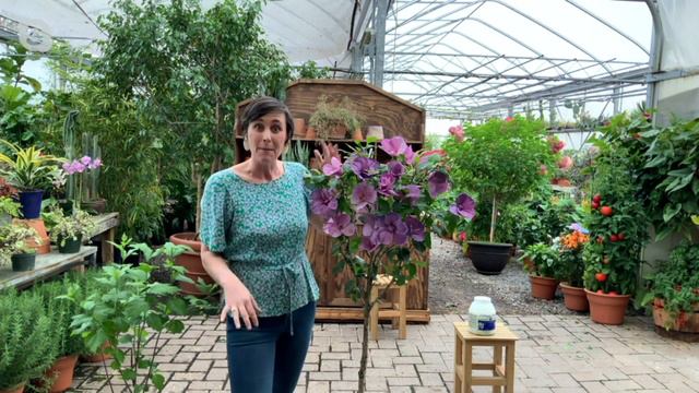 Cottage Farms 1-piece Lavender Chiffon Rose of Sharon Tree on QVC смотреть онлайн