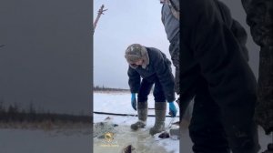 Подледная рыбалка сетью в Якутии