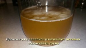 Дрожжевой стартер пивных дрожжей.  Разбраживание пивных дрожжей для домашнего пива.