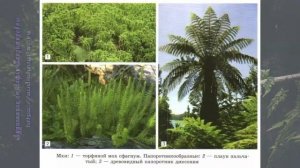 Биология 11 кл Теремов §24 Основные этапы эволюции растительного мира