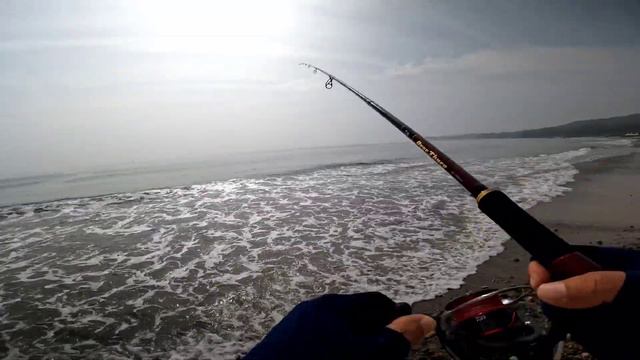 Пять видов морской рыбы плюс чайка в прилове. Морская рыбалка с берега в Южной Корее.