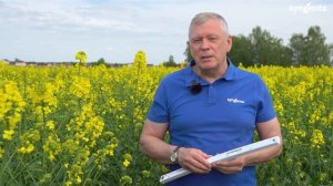 Фунгициды на рапсе - примени правильно. Амистар Голд.