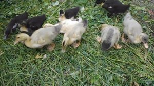 Трава для утят   Мини-Бассейн для утят в 3 недели.Башкирские утята.