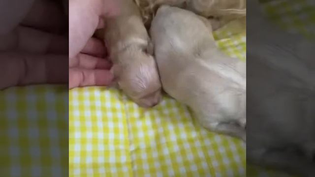Корейские крови микро Мальтипу