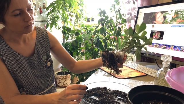 СРАЩИВАНИЕ ДВУХ СОРТОВ АДЕНИУМА ЧАСТЬ 3 смотреть онлайн