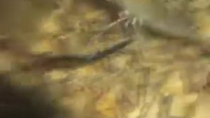 Гигантская пресноводная креветка M.rosenbergii. Маточная креветка в бассейнах.