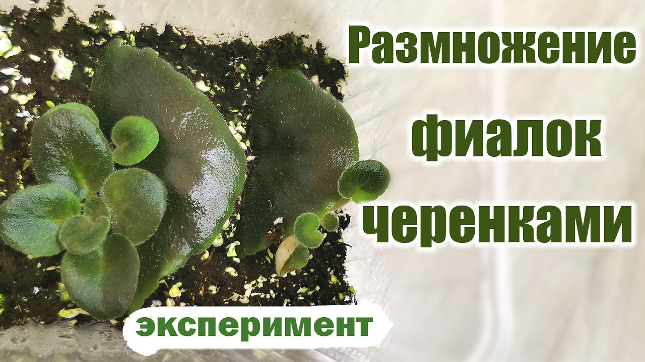 Размножение фиалок черенками. Разные способы. Результаты экспериментов.