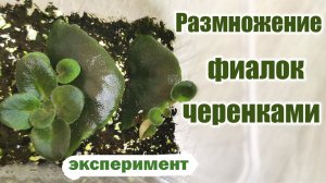 Размножение фиалок черенками. Разные способы. Результаты экспериментов.