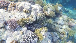 Лечу в самый дорогой отель Шарм Эль Шейха , Египет - RIXOS PREMIUM SEAGATE 5*  | Обзор отеля.