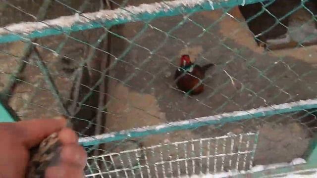 016 22 01 2016 Г ПОКОРМИЛ СКРОМНИЦУ ....И ПТИЦ В МИНИЗООПАРКЕ ... смотреть онлайн