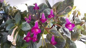 Смитикодония Heartland's Joy