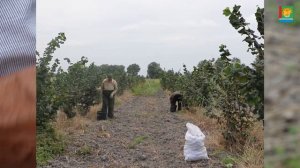 В Магарамкентском районе сбор урожая.2021 ГОД