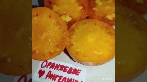 Обзор томатов Ярсон 9 и Оранжевое ? Ангелины .