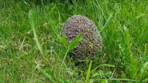 Вредители на ХВОЙНЫХ , ТЛЯ : неприятности в саду.  Как бороться.