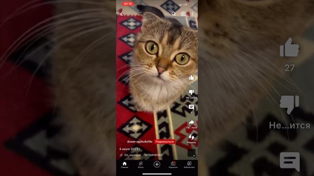 ?Порода манчкин.Девочка скоттиш Киль фолд(коротколапый)50т.р,мальчик скоттиш страйк,мачкин Лонг25т. смотреть онлайн