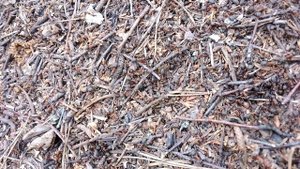 Муравейник. Май 2023