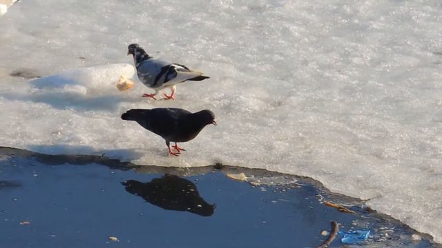 Весна! Птицы... смотреть онлайн
