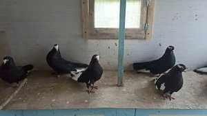 Курский турман, Курские голуби г.Самара