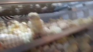 Ошеломительные результаты инкубации венгерского бройлера