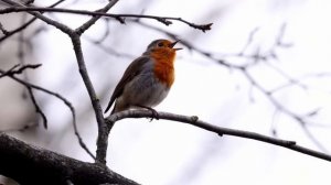 Дневник натуралиста. Дрозды-Червееды