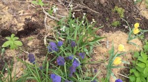 Мускари Fantasy Creation