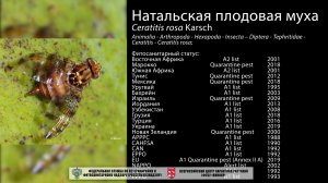 Натальская плодовая муха (Ceratitis rosa Karsch)