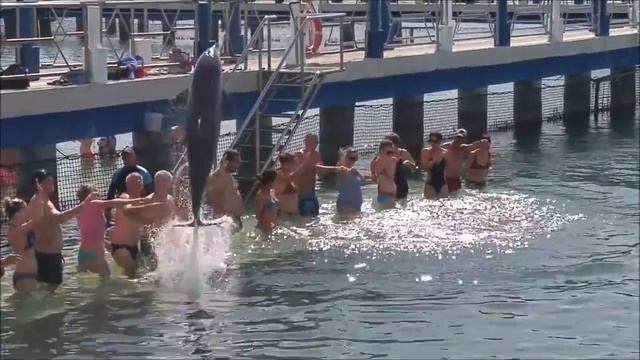 dolphin interacting with people in Cuba дельфин играет с людьми Куба смотреть онлайн