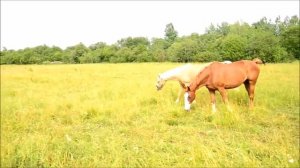 Лошади в поле.  Жеребёнок.