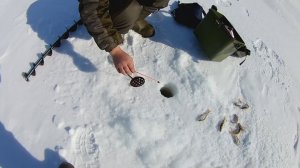 Рыбалка река Каргат. Будни Сибирского Скифа и Сибирского Странника