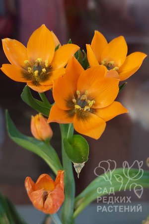 Звезда подоконника птицемлечник сомнительный #птицемлечник #ornithogalum #ornithogalundubium