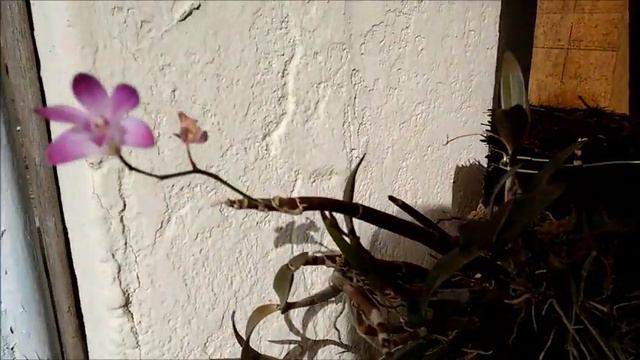 DENDOBRIUM BERRY ODA смотреть онлайн