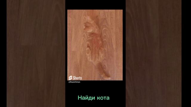 Найди кота