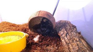 САМЫЙ КРУПНЫЙ СКОРПИОН. 30 СМ. ИМПЕРАТОРСКИЙ СКОРПИОН. Pandinus imperator