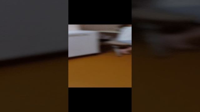 Мой пёс и коля